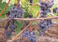 Виноград культурный Иодупле (Vitis vinifera Ioduplie), H40-60 ПЭТ